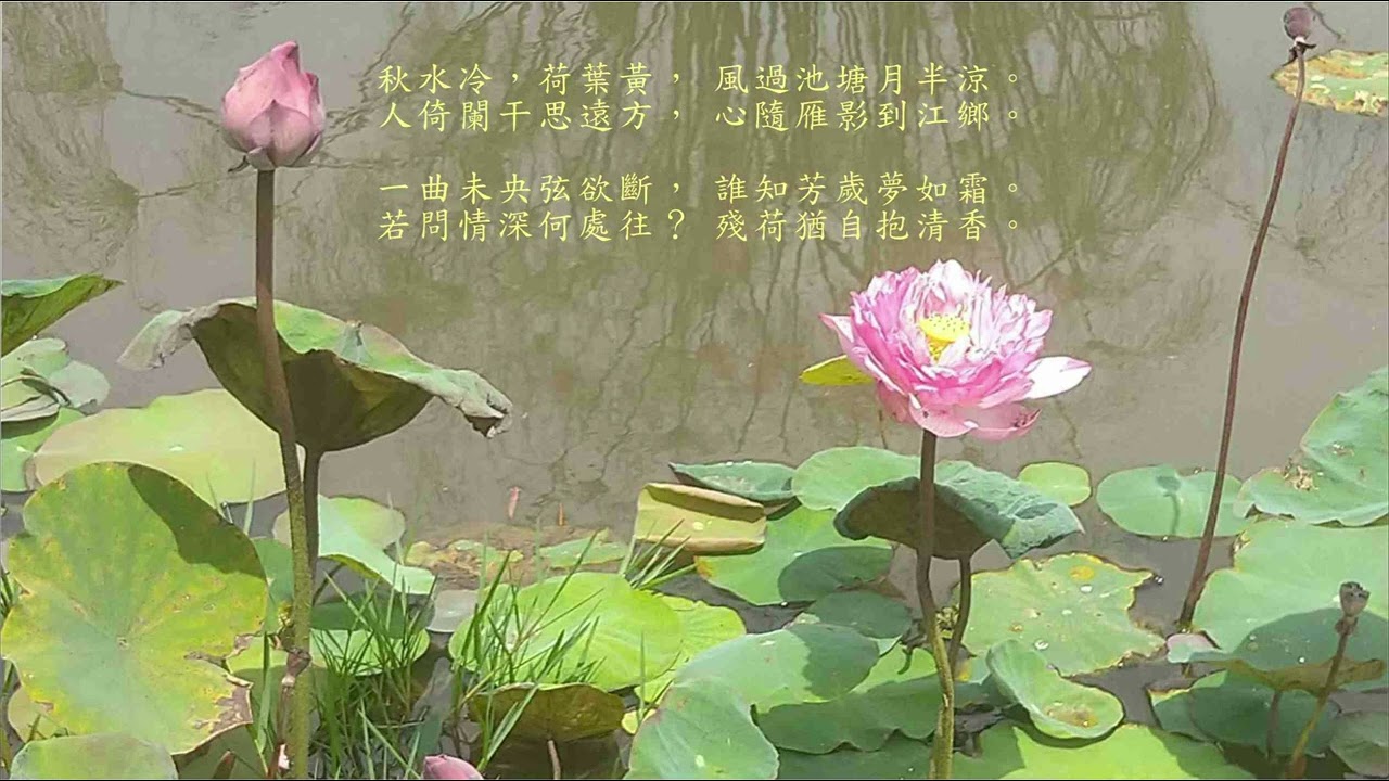 《霜雪中原》插曲: 殘荷猶自抱清香