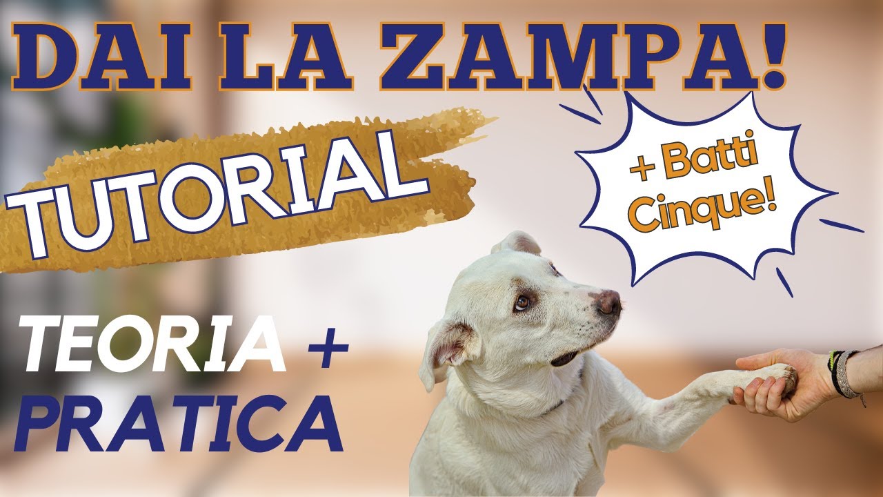 Insegnare al cane a dare la zampa: TUTORIAL COMPLETO (+ Batti Cinque!)