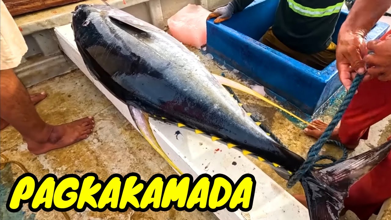 P8 - PAGKAKAMADA NG MGA ISDA SA BODEGA - EP44