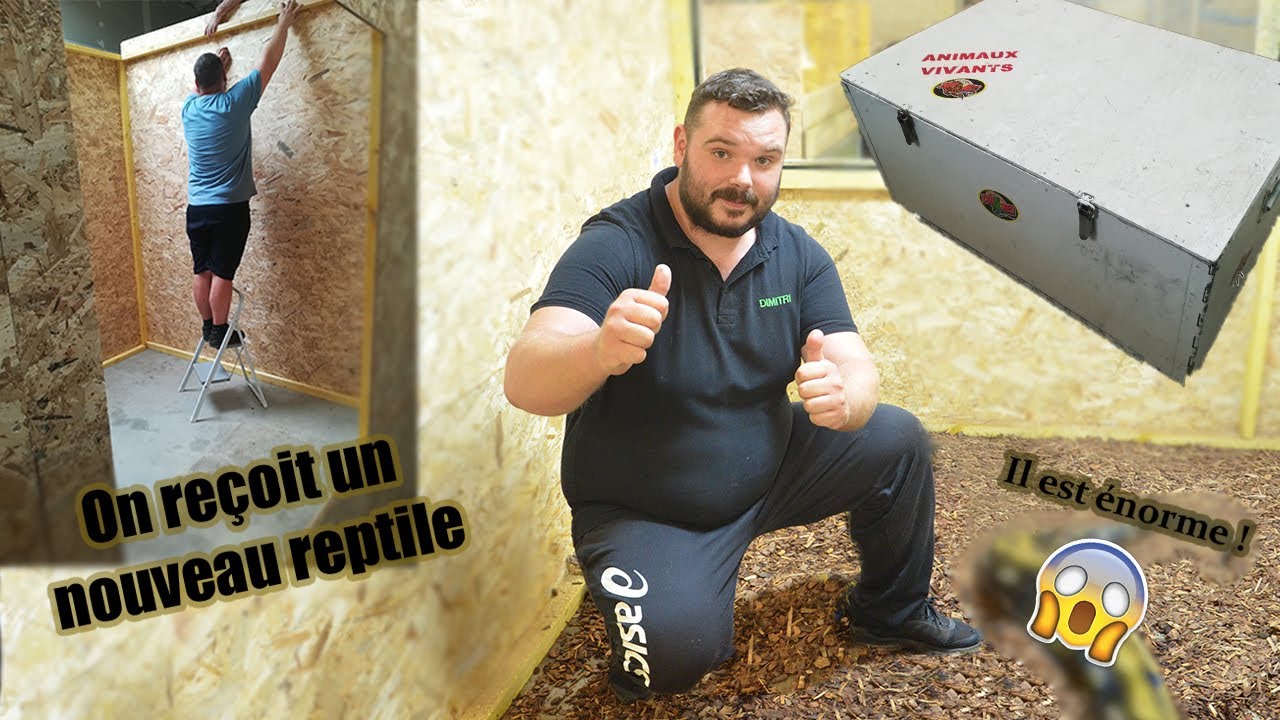 Vlog | On construit un terrarium immense pour un reptile géant !!!