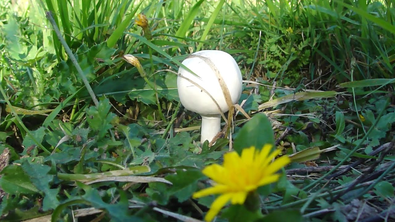 Ep 36 Toe Tally Amazing Mushrooms!  Golfballs, Velvet Feet,  SuilliPuff Soup, & More!