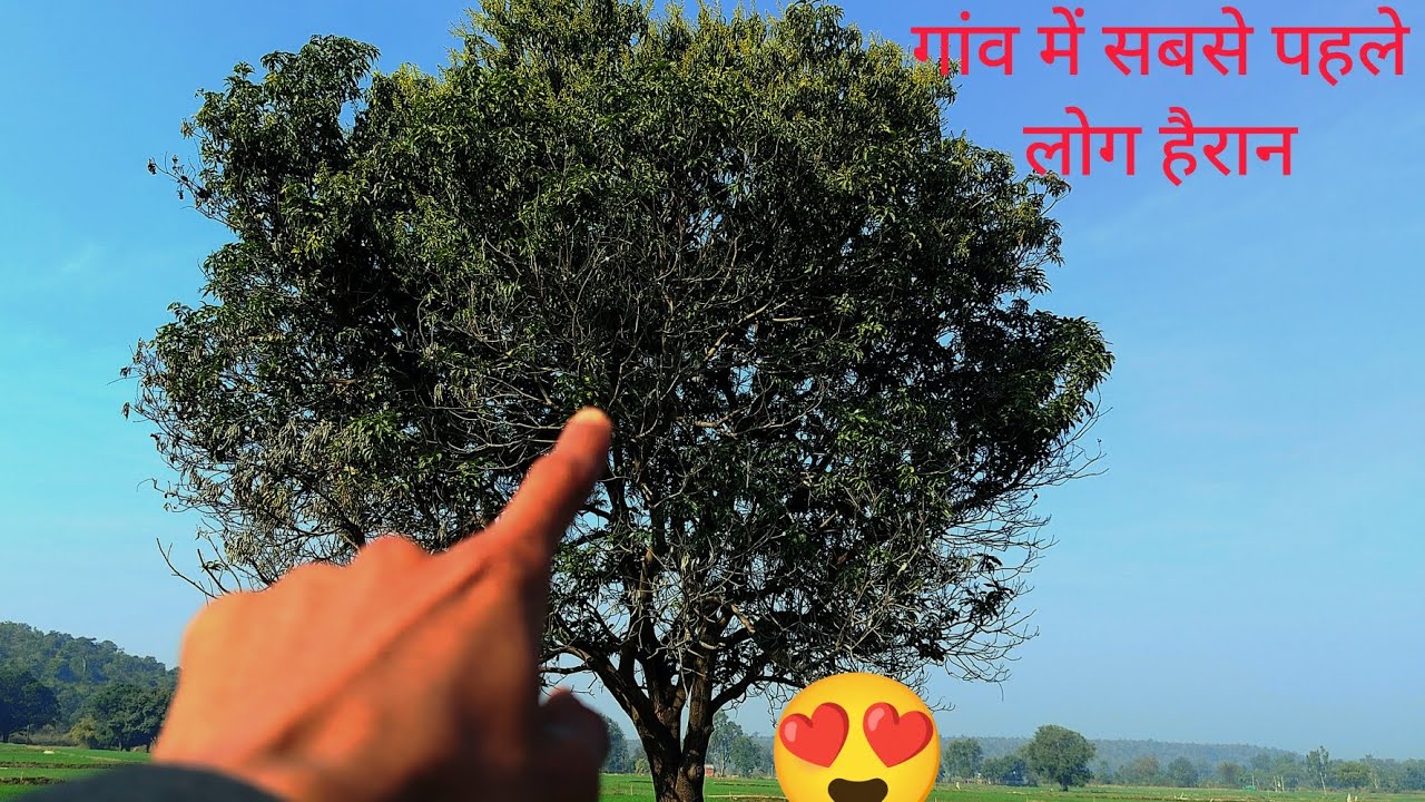 😱 सबसे पहले आम के पेड़ में फूल आ गए 😮