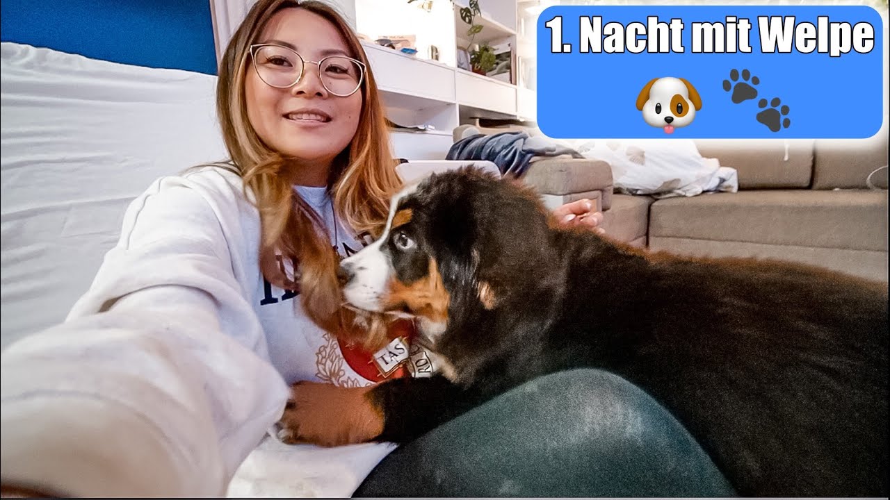 1. Nacht mit neuem Welpe zuhause 🐶 Schnell stubenrein! Welpe zieht ein Realität VLOG | Mamiseelen