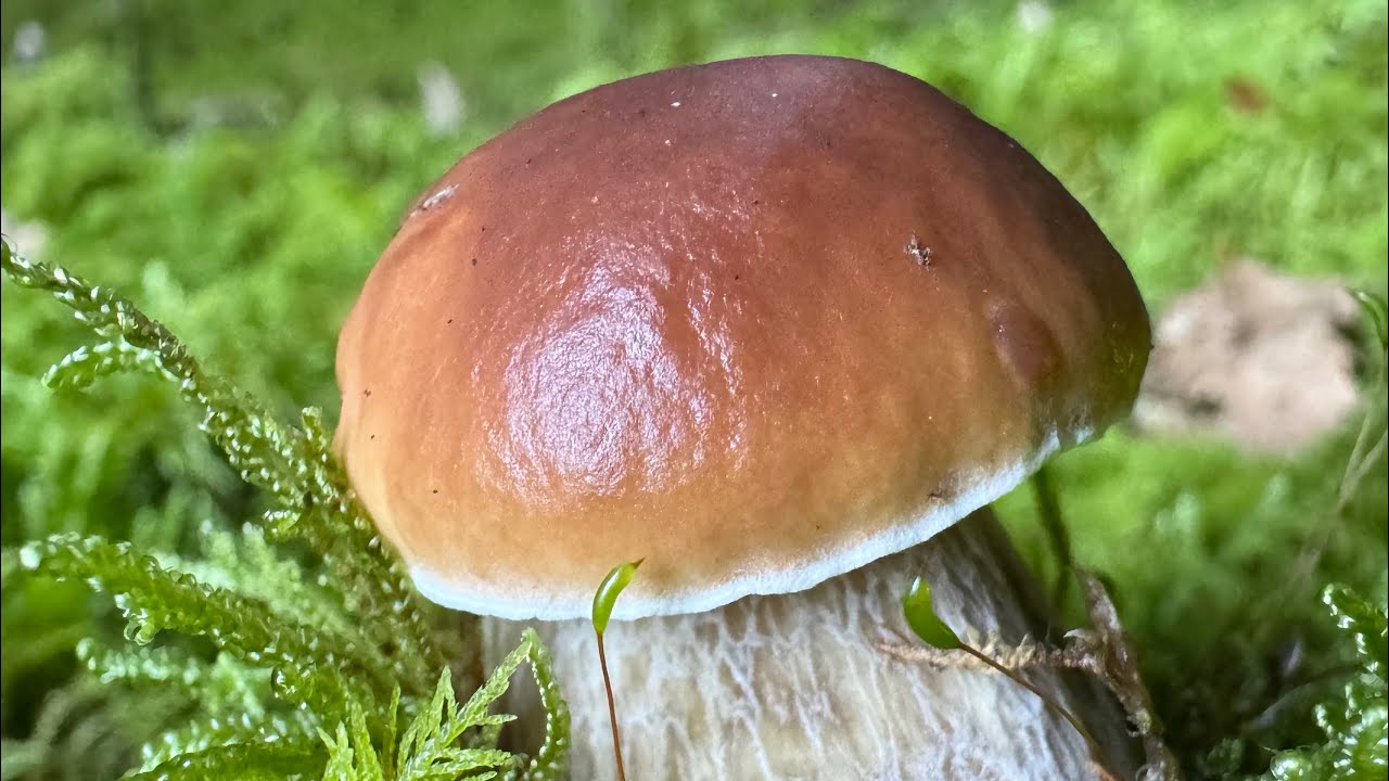 Cueillette champignons du mercredi 17 septembre 2025,#boletus ,#amanita 