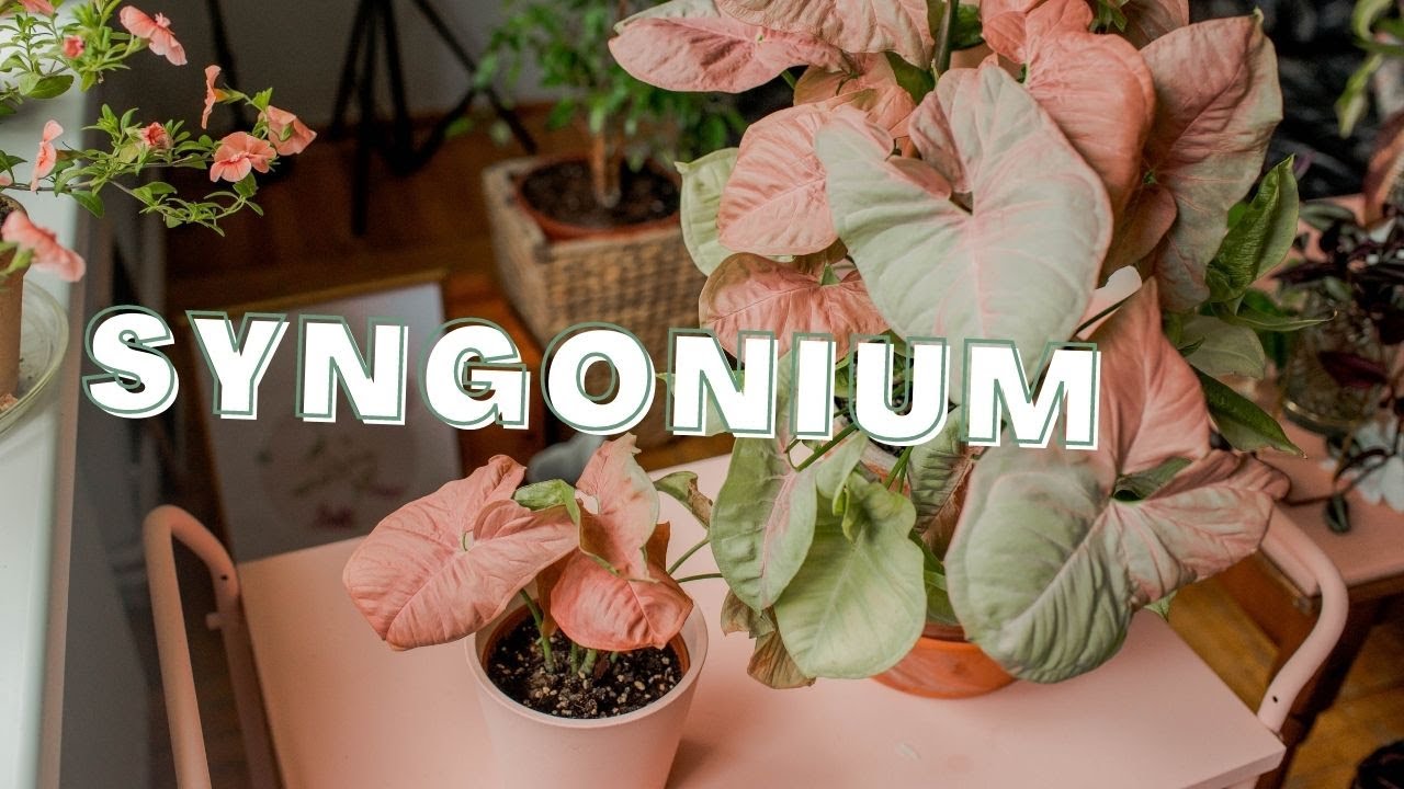 SYNGONIUM neon robusta - przesadzanie