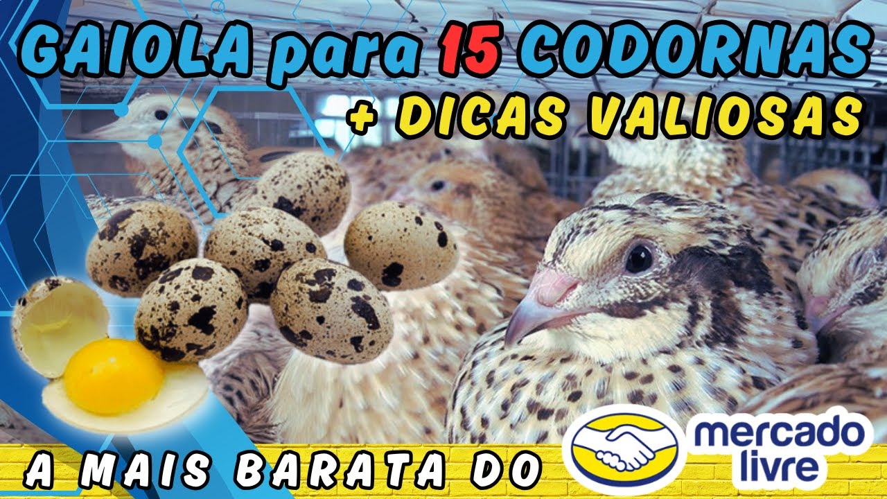 Gaiola COMPLETA para 15 Codornas | A Mais Barata do Mercado Livre + DICAS VALIOSAS!