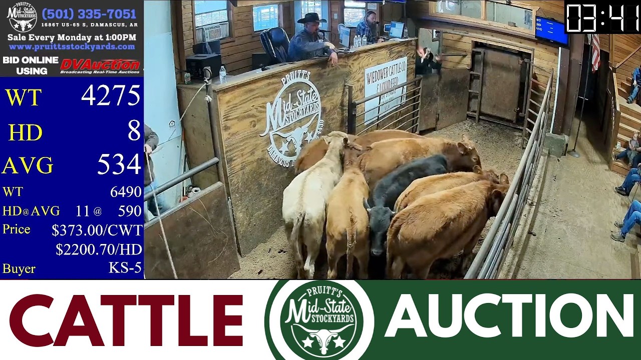 Central Arkansas Cattle Auction LIVE | Pruitt’s Mid-State Stockyards | Feb 2, 2026