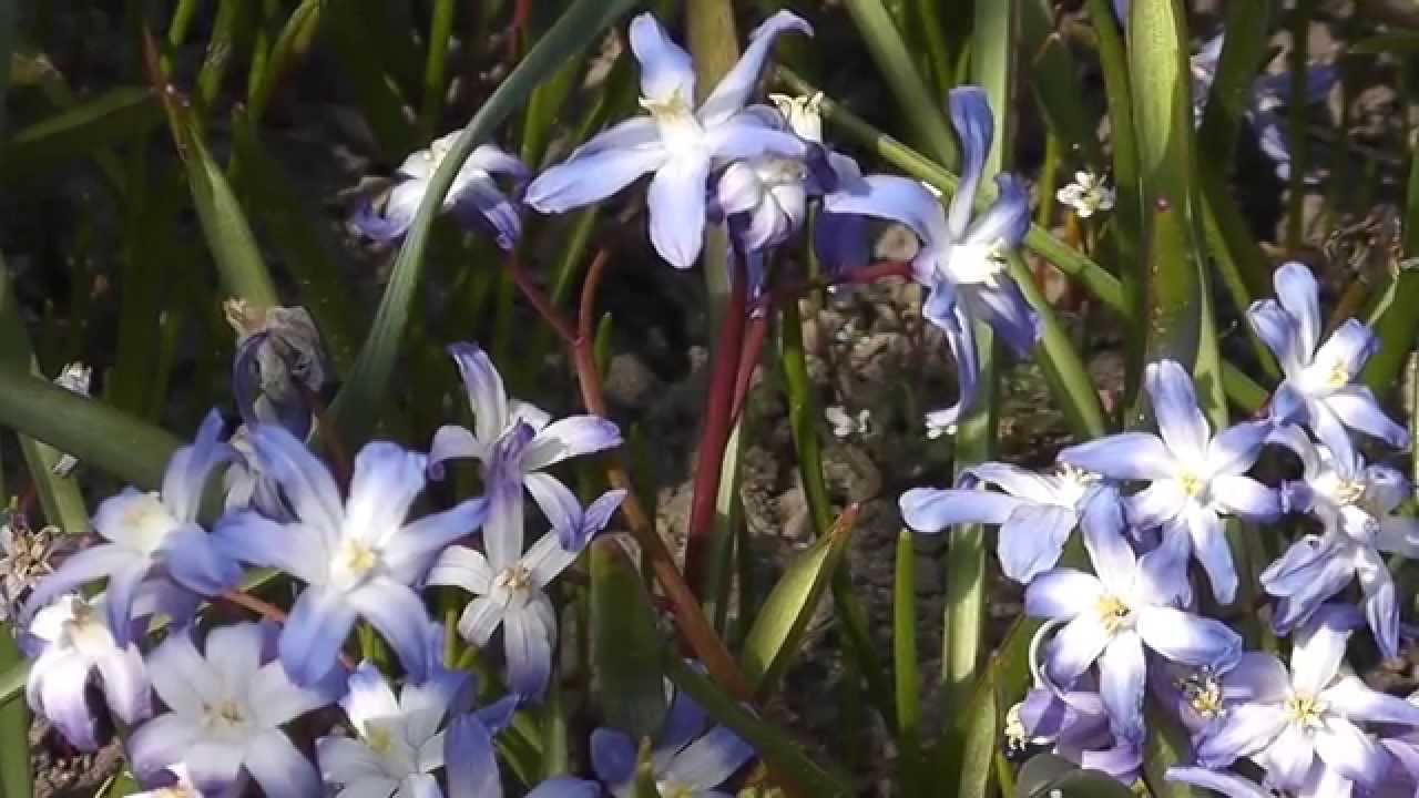 Frühblüher im NABU Naturgarten März 2014