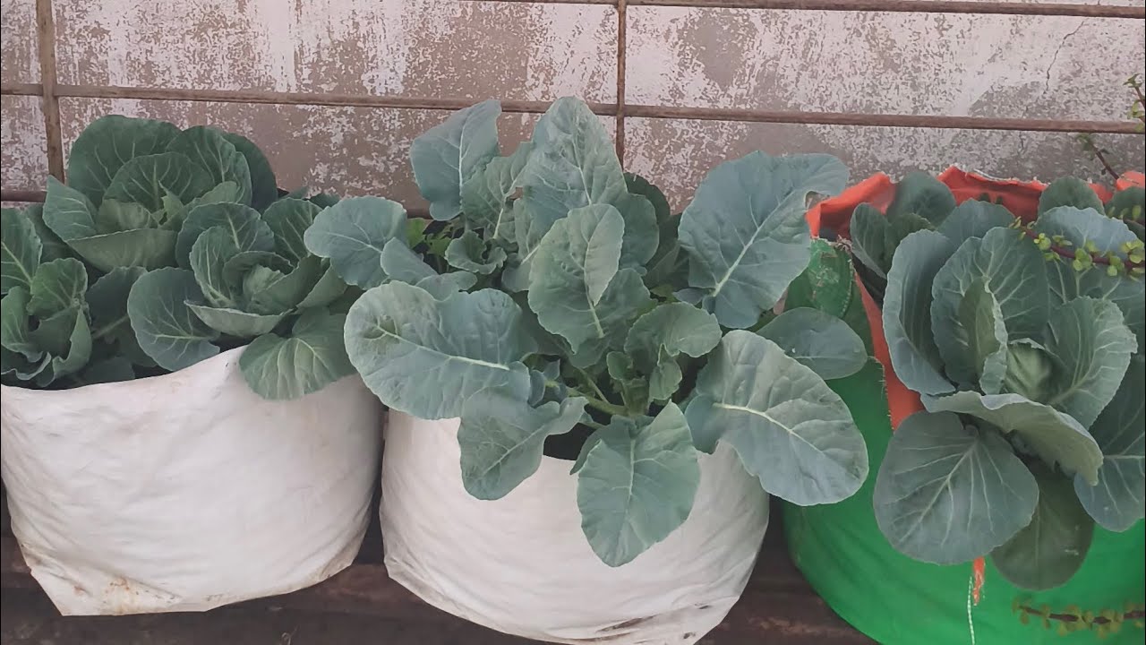 My beautiful vegetable plants (MD s' garden 🏡)