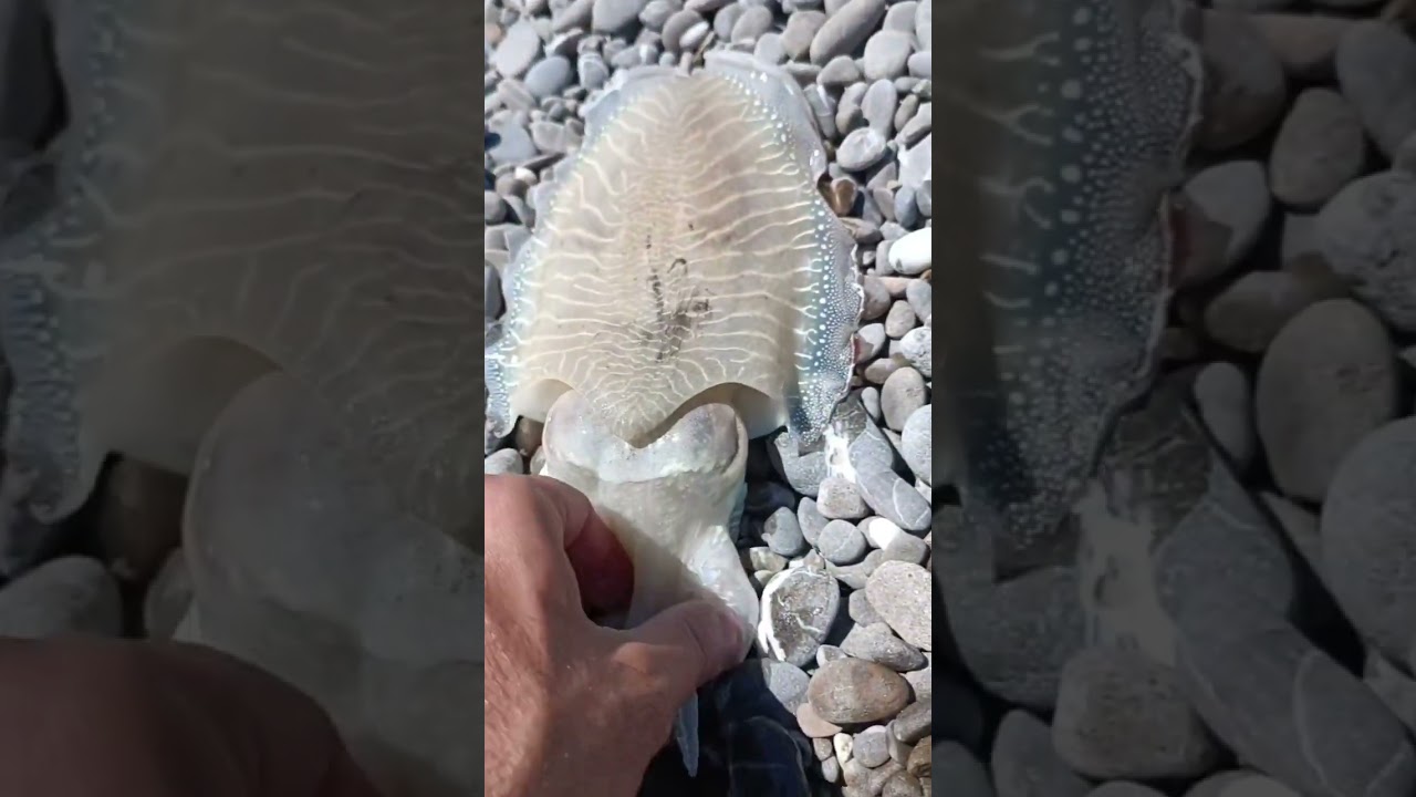 Sua maesta, la SEPPIA! 😱😍🦑 Che animale fantastico...#fishing #egingseppia #seppia