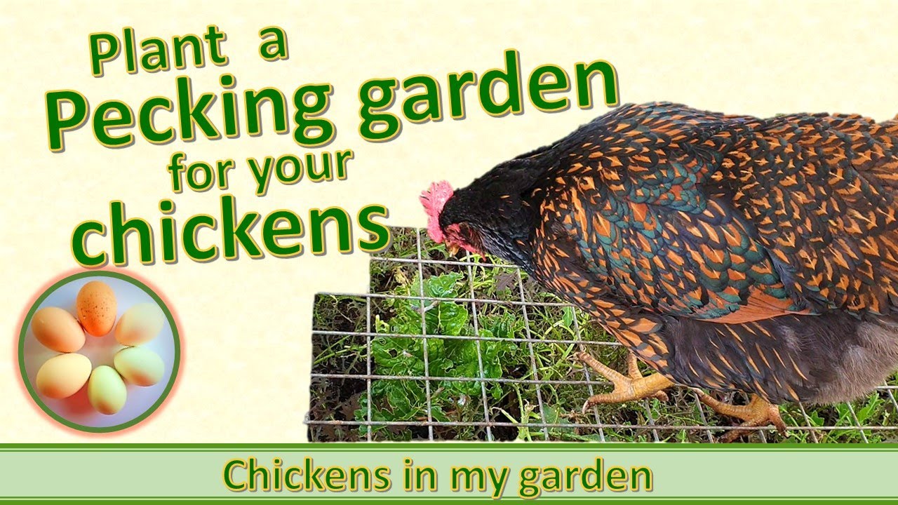 Plant a pecking garden for your chickens!