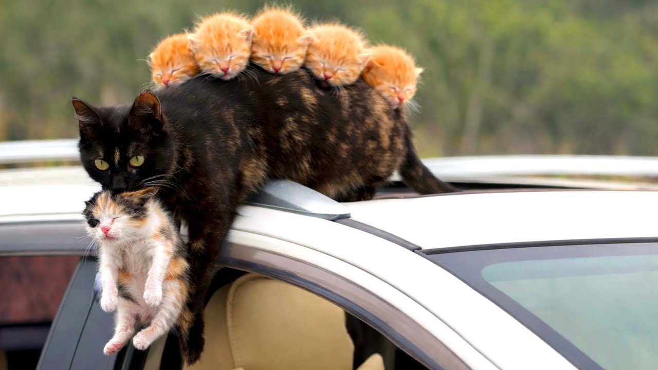 Потрясён! Кошка 🐱 тихо привела котят на мою машину. 🐱🐈❤❤❤