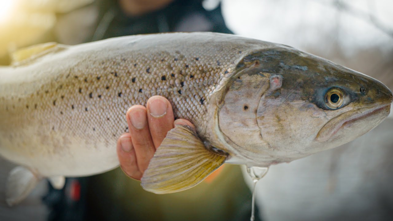 Brown Trout Fishing in Milwaukee | How it really is