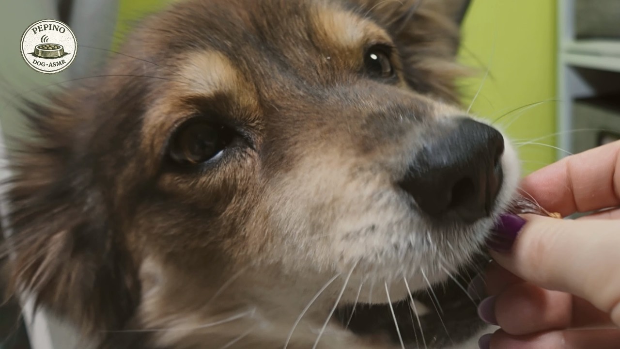 Dog Snack ASMR | Trying These Soft Mini Sausages (Excited but Patient)
