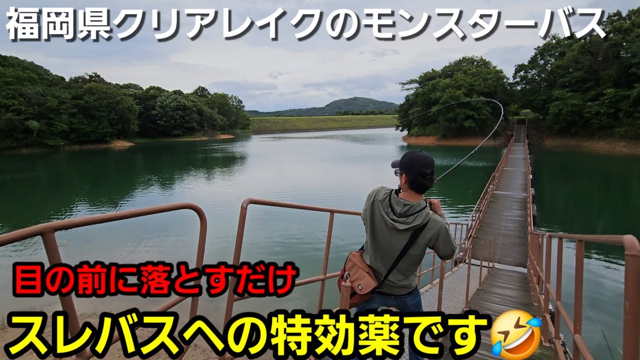【福岡バス釣り】目の前に落とすだけ！スレたデカバスへの特効薬【本庄池】【今川】【クリアウォーターレイク】【リアルコントロール】【キングバイパー】【遠賀川】【柳川】【スティーズ】【爆釣】【アフター】