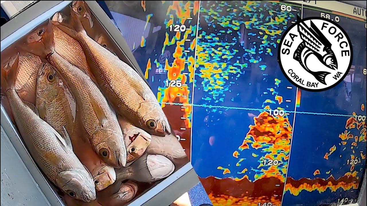 FORBIDDEN MARKS - Rosy & Pink Snapper from what used to be a shark pit.