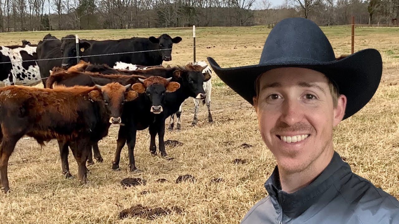 The roping steers have ARRIVED! Team Roping Cattle