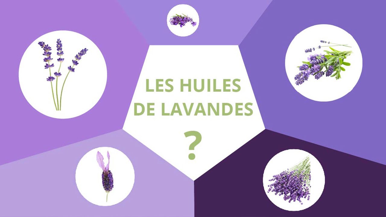 Les huiles essentielles de lavande : comment les différencier ?