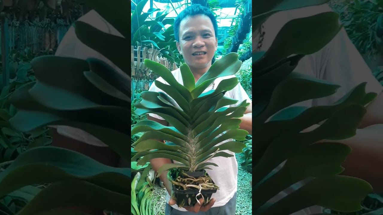 Mạnh tiến hoa lan. 0977700766