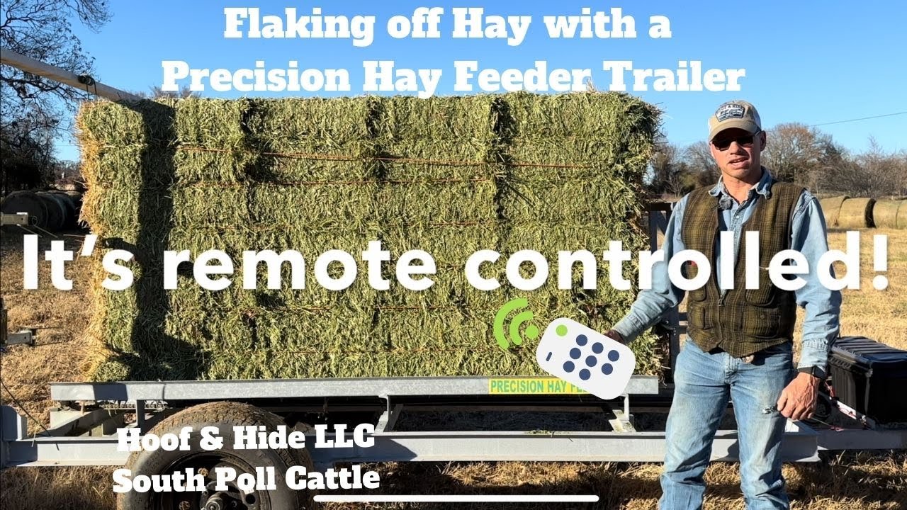 South Poll Cattle - Being Fed by Remote Controlled Hay Flaking Trailer