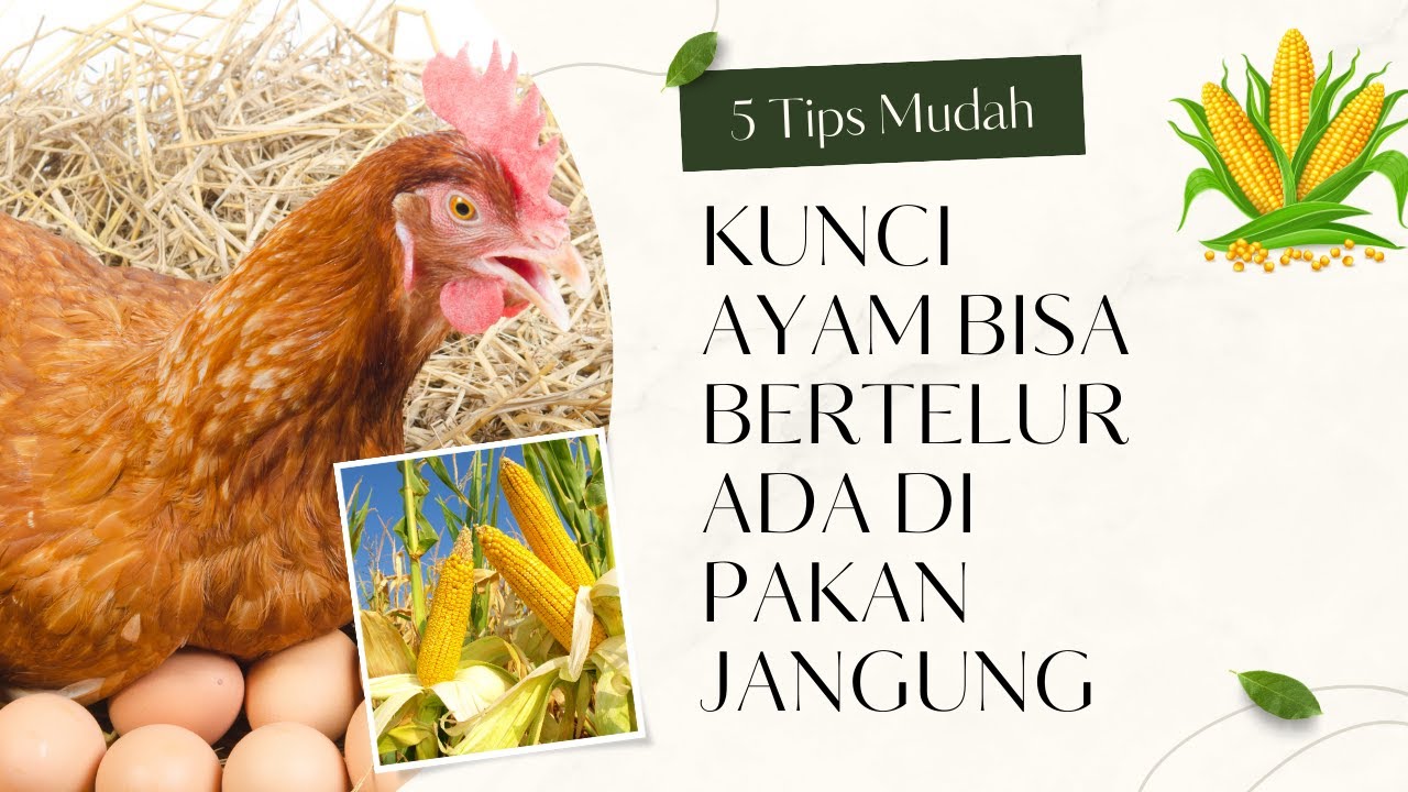 KUNCI AYAM BISA BERTELUR ADA DI PAKAN JANGUNG #ayamkampung #integratedfarmingsystem #bayudiningrat