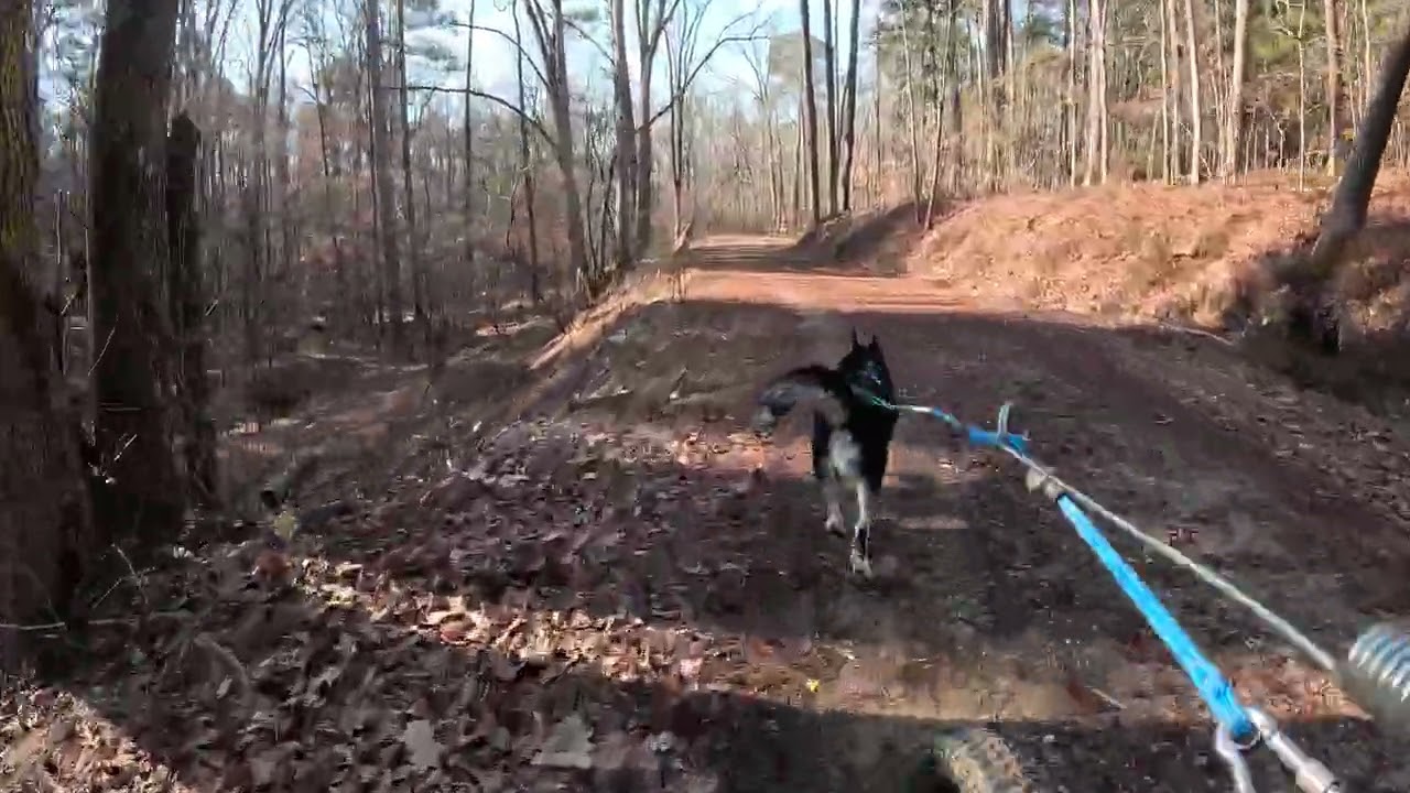 Bikejor with Bruce at Lynchs Woods