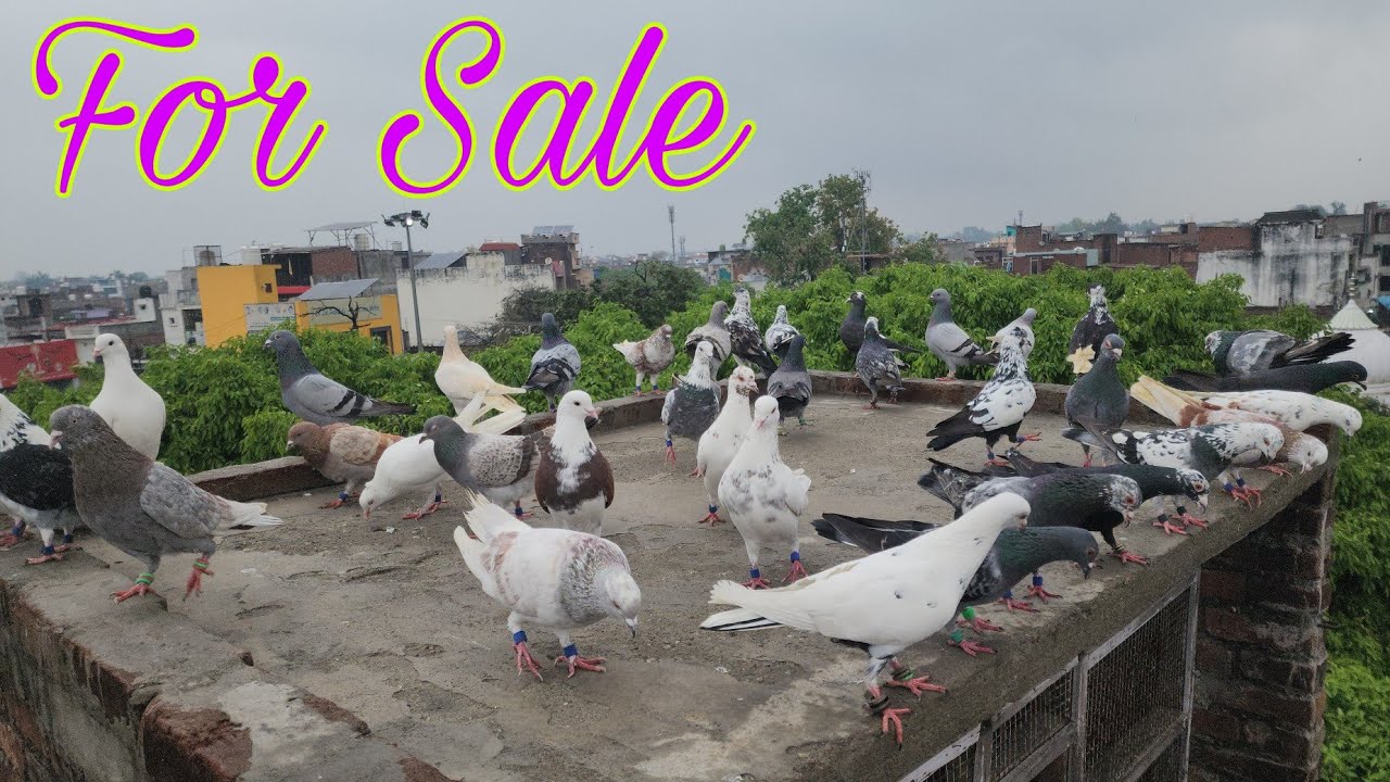 गर्दान लड़ते दौड़ते हुए 40 कबूतर।Gardaan kabootar for sale Amroha. Talib bhai  9627374275