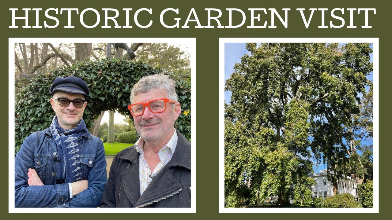 Historic garden visit: Cruden farm and its extraordinary Macedon oak - Quercus x Firthii.
