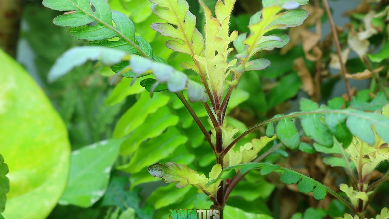 Hygrophila pinnatifida TODO LO QUE DEBES DE SABER || AquaTips