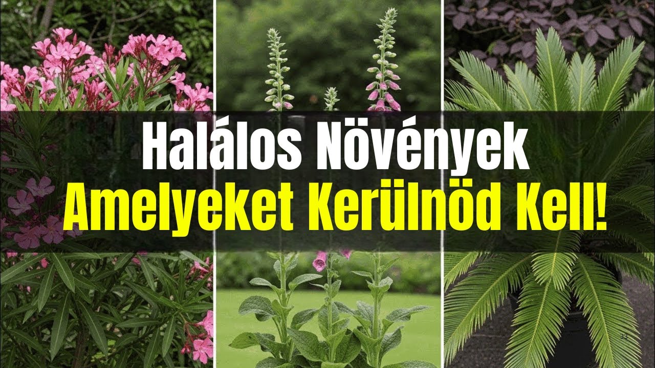 7 A Legveszélyesebb Növény, Amelyeket Soha Nem Szabad Megvásárolni Faiskolákból