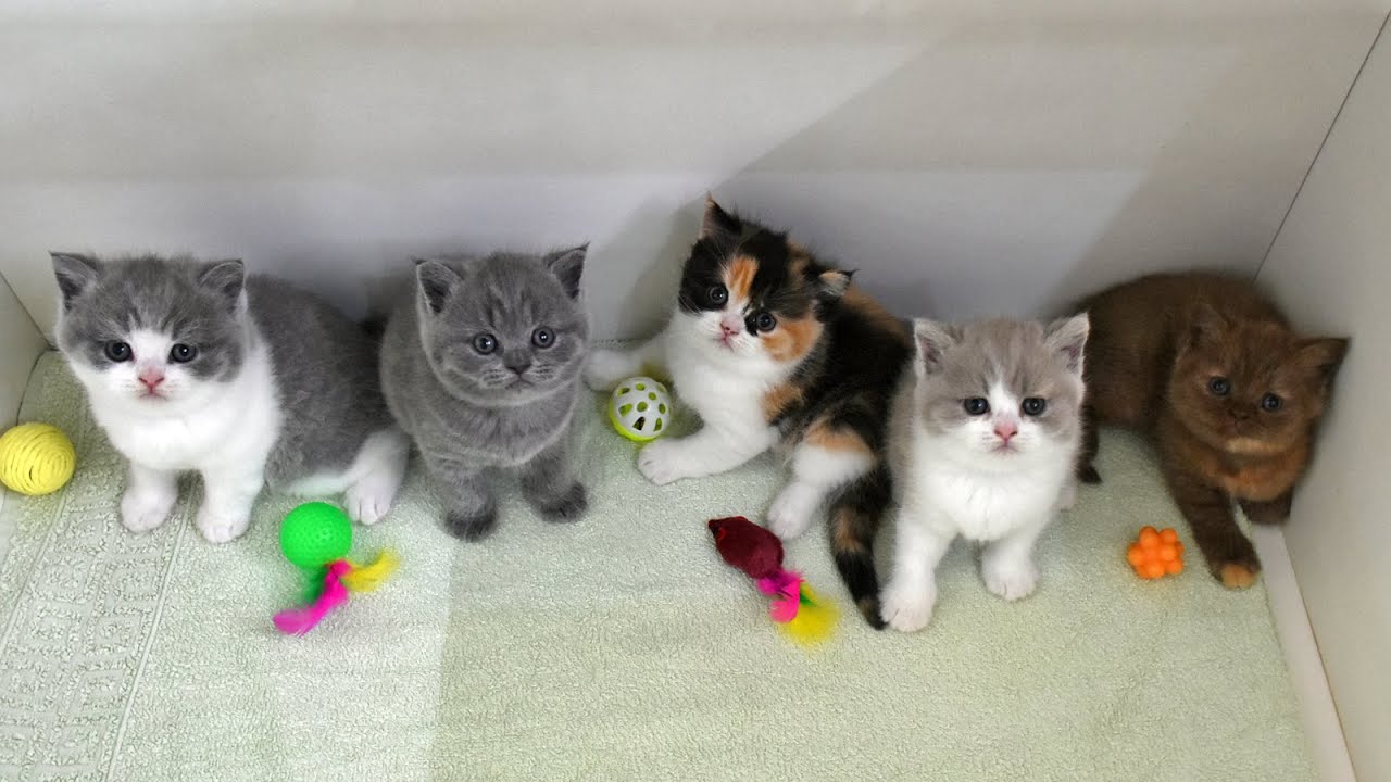 Litter S ❤ From 1 day to 41 days ❤ *14.04.2025 ❤ British Kittens in Vienna