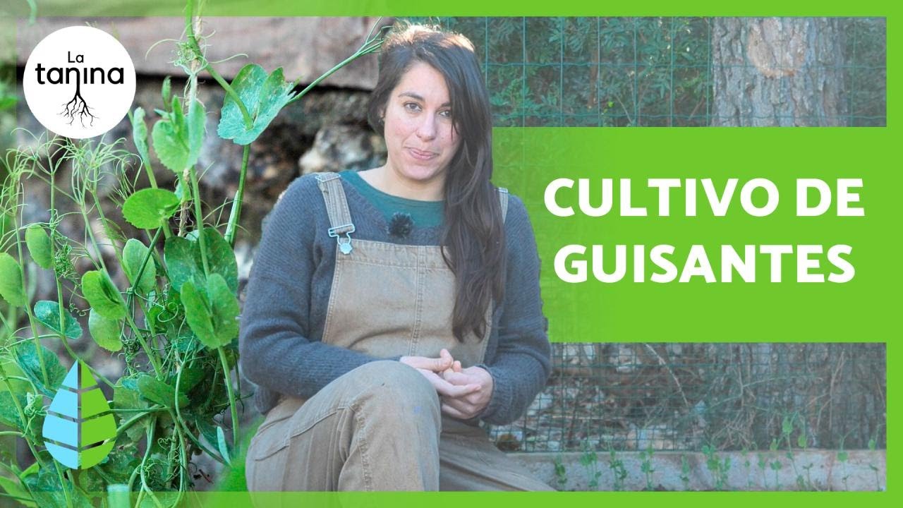 Cómo y Cuándo CULTIVAR GUISANTES 🌱 (Cuidados, Ventajas y Tipos)