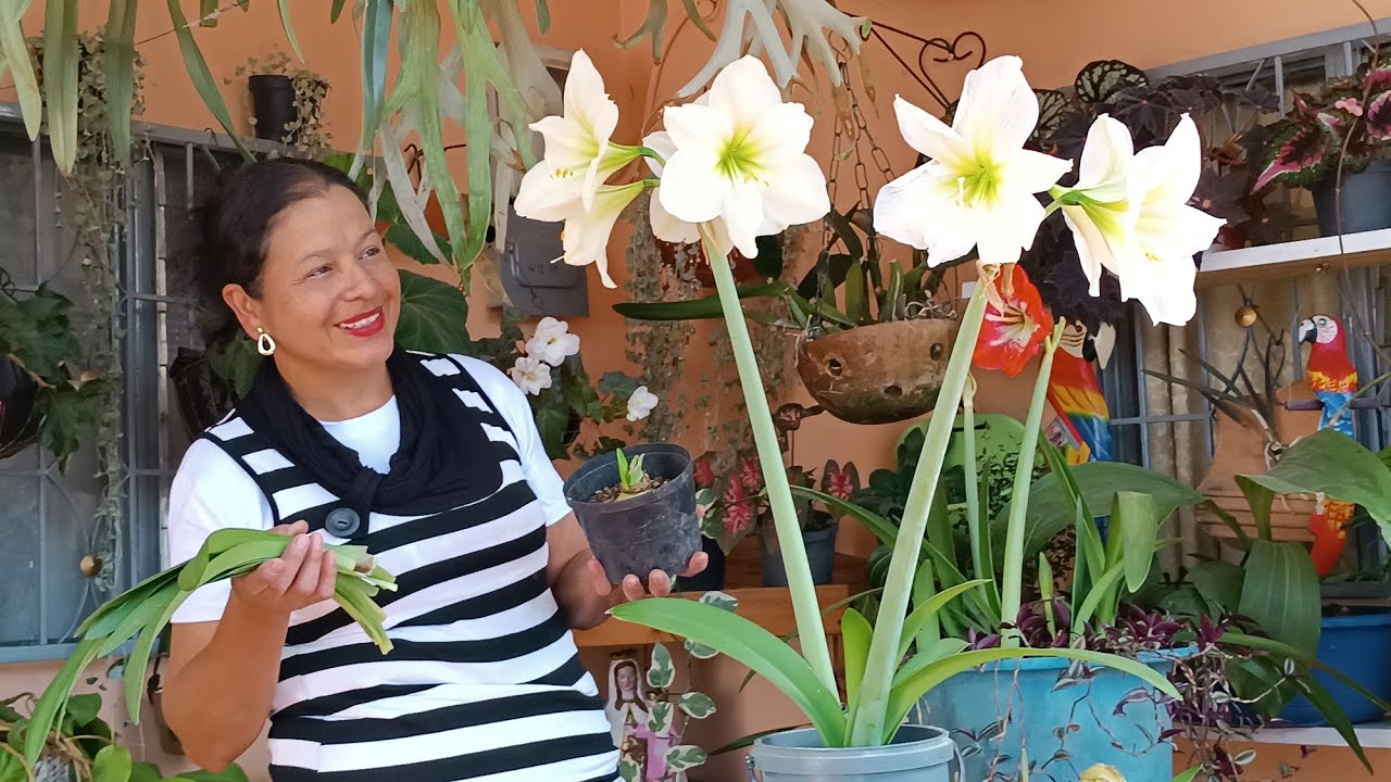 AMARILIS // Trucos y Cuidados para tener Hermosas plantas 🌺❤️🌺