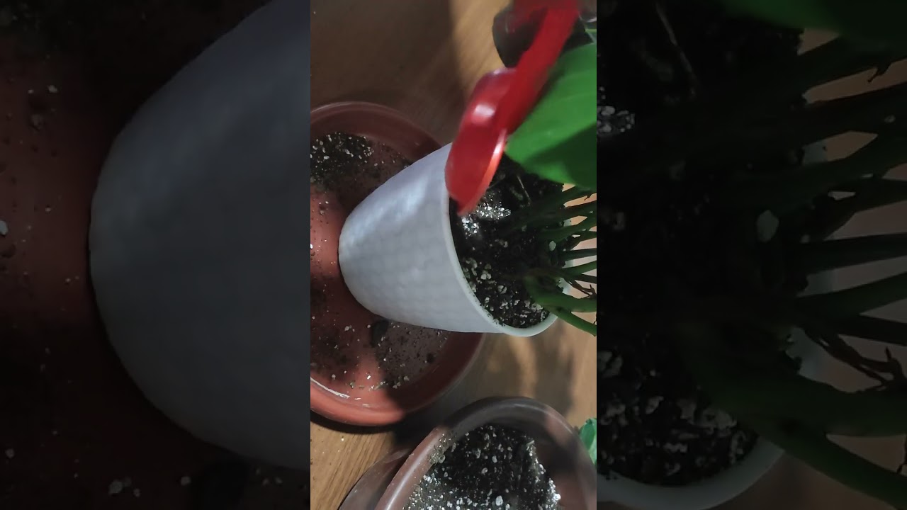 YANGI MONSTERA GULINI KUPAYTIRILISHI VA PARVARISHI 🥰😍🤩😍