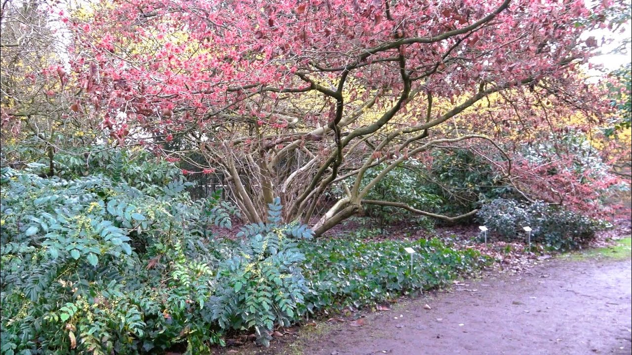 Magical Winter Garden & Largest Witch Hazel Collection in Europe