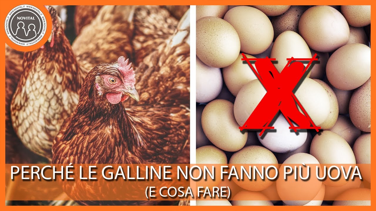 Perché le galline non fanno uova (e come rimediare)