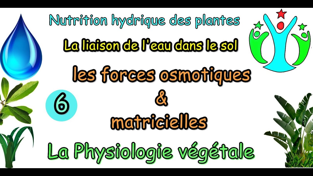 la liaison de l'eau dans le sol/les forces osmotiques et matricielles (S4) suite