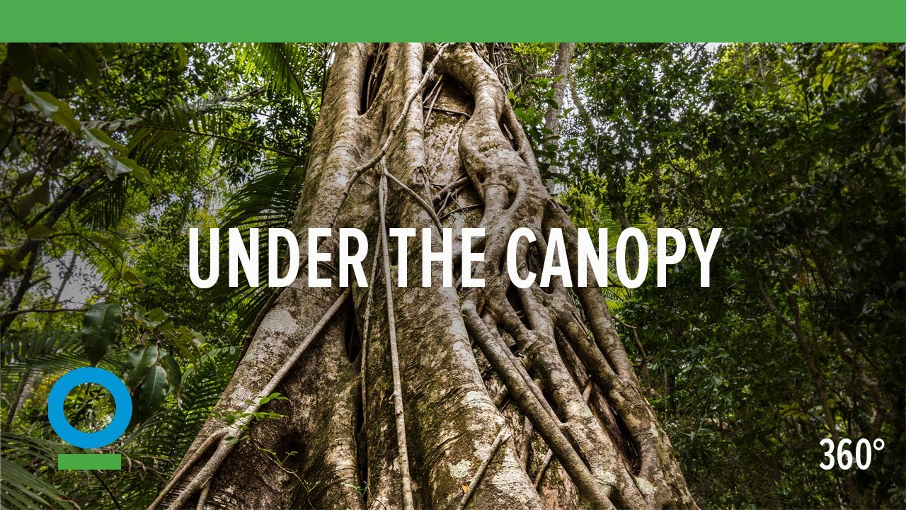 Under The Canopy (360 video) | Conservation International (CI)