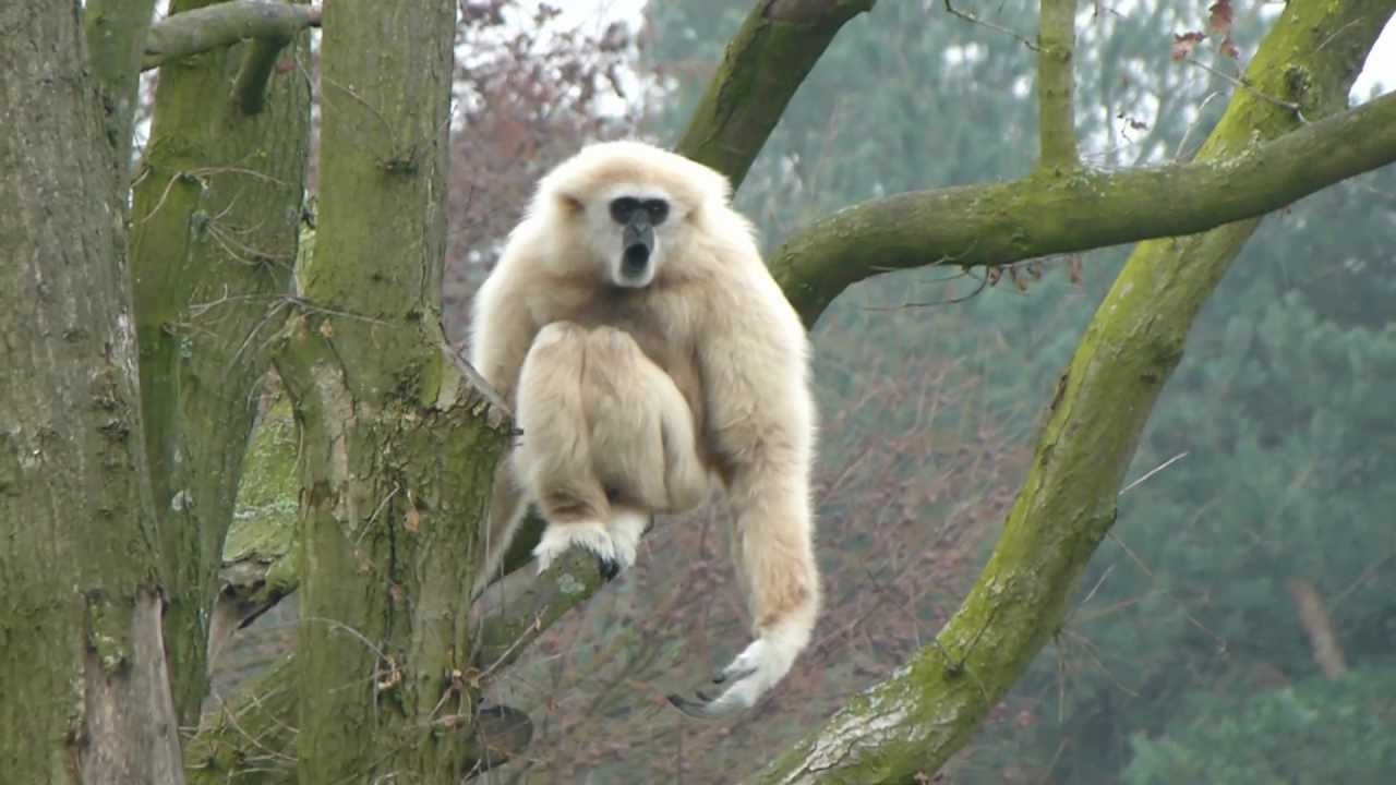 Gibbon heeft het naar zijn zin in de Beekse Bergen