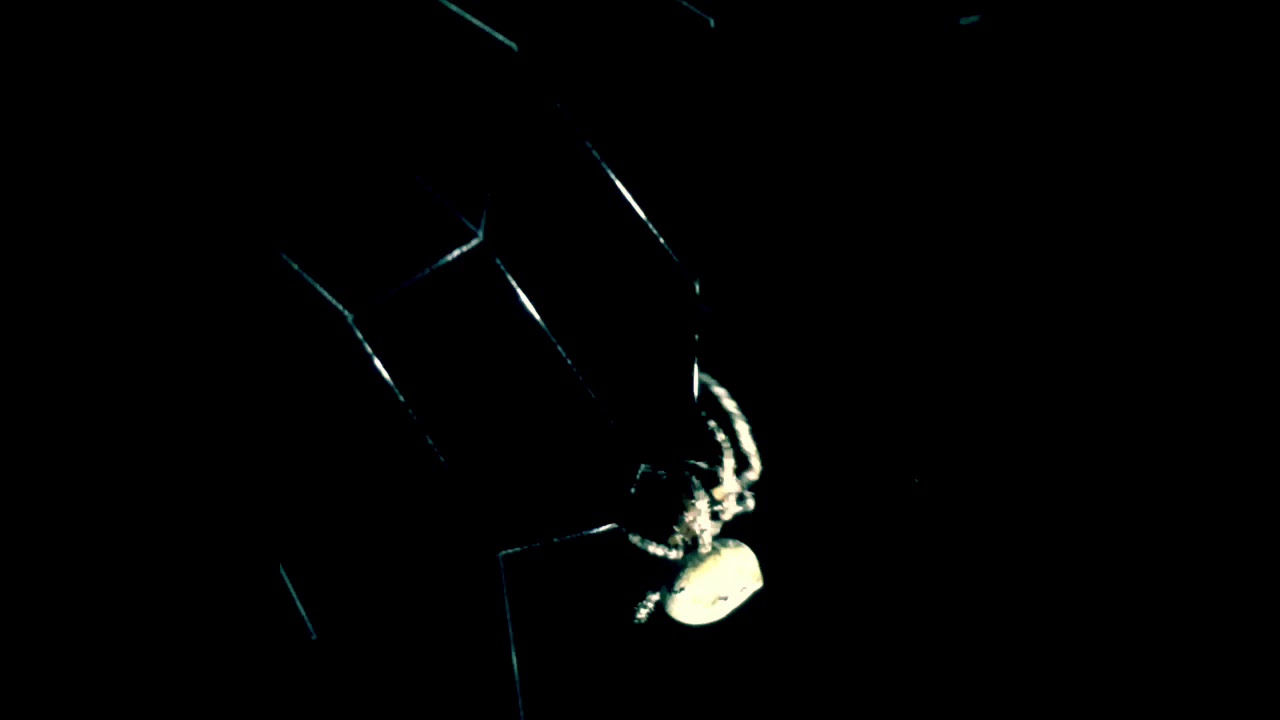 Tennessee Spider