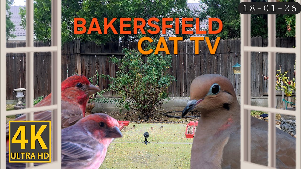 Too Many Birds! HELP!