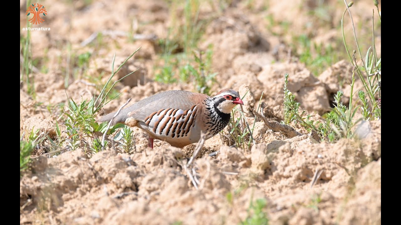 Perdiz com&uacute;n buscando comida: una escena tranquila en el campo