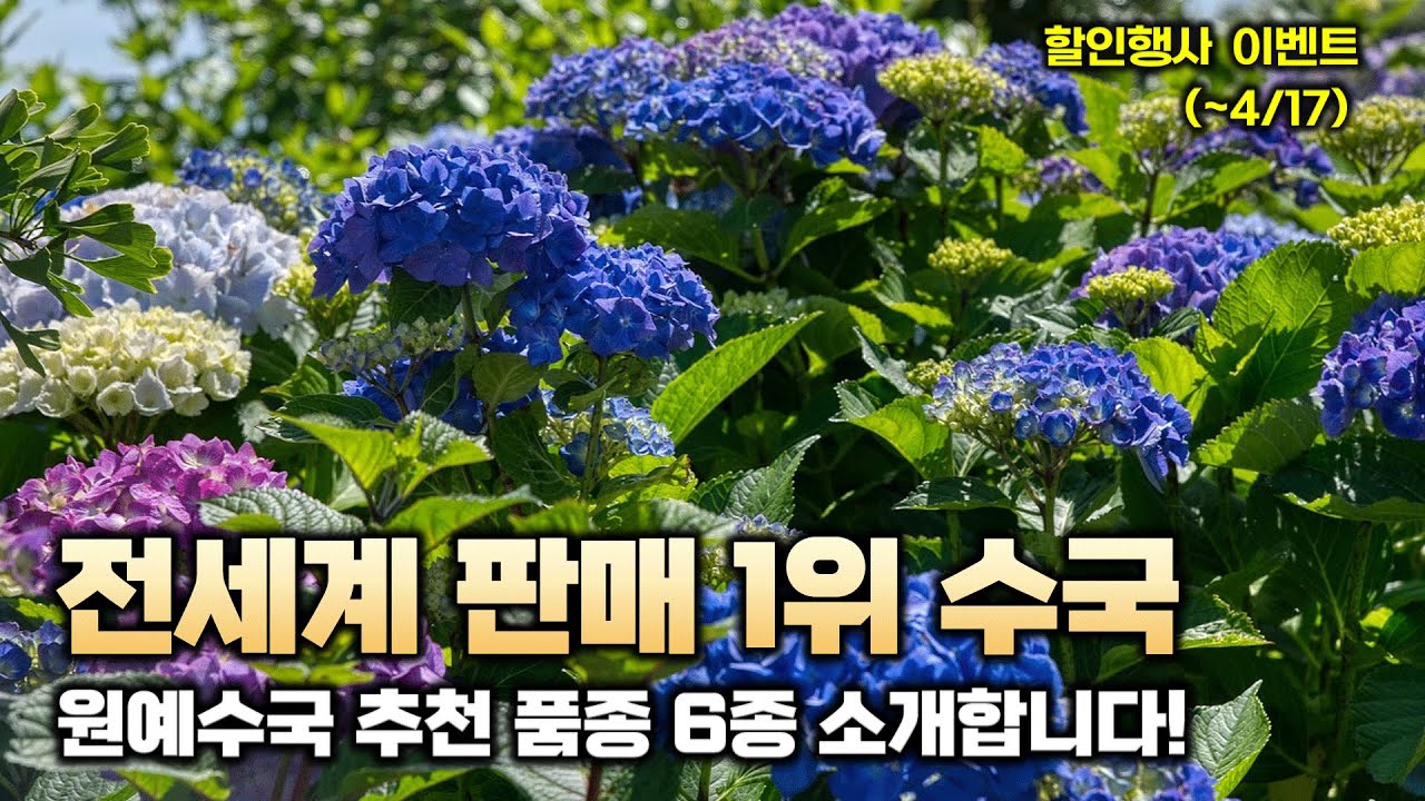 (~4/17일(수)까지) 전세계 판매 1위 수국! 원예수국 추천품종 6종을 소개해드립니다.
