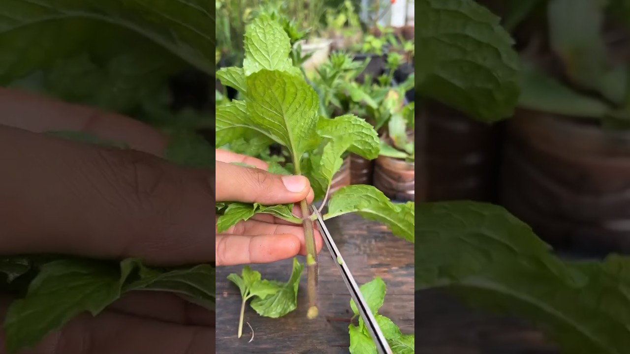 Tips and Tricks for Growing Mint | How to Grow and Harvest Mint #shorts #gardening #mint