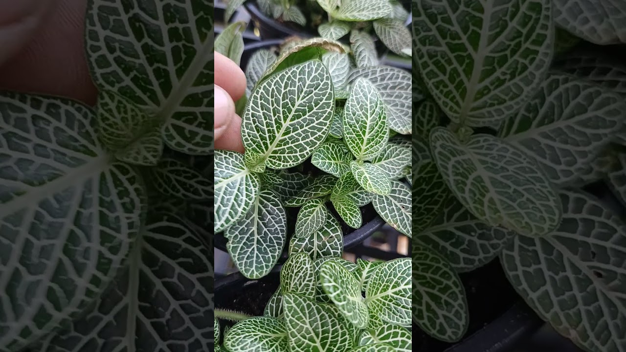 Como cultivar Fitonias! Linda demais!!