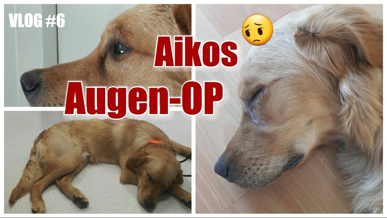 VLOG #6 / Augen-OP / Tierklinik