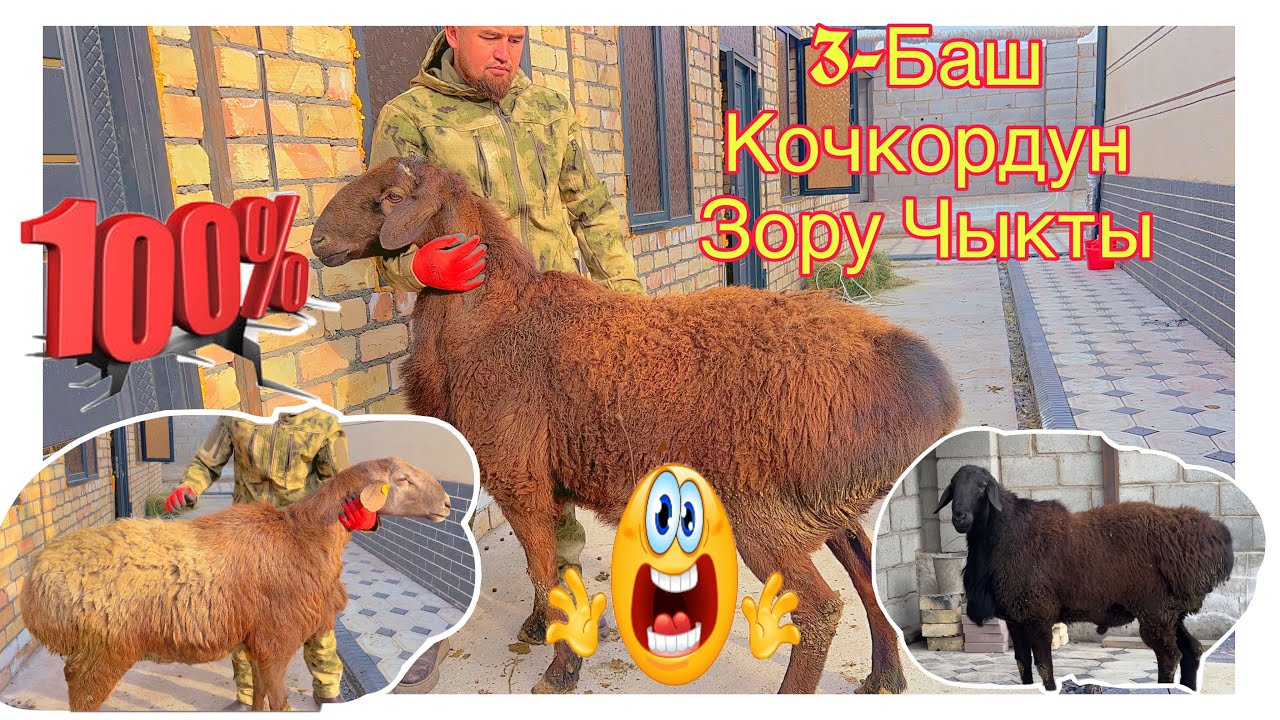 3-Баш Мыкты Королордон Кочкордун Зору🚚
