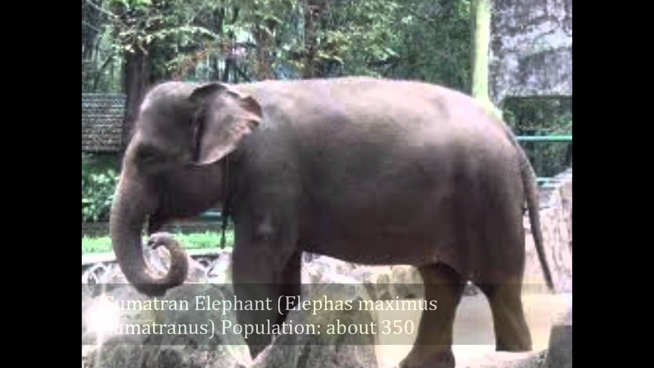Endangered and Extinct Species