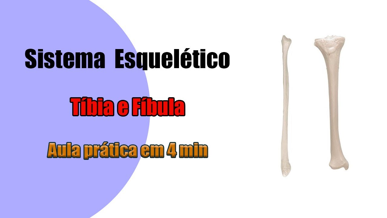 Tíbia e Fíbula - Acidentes Anatômicos - Anatomia Humana - Anatomia