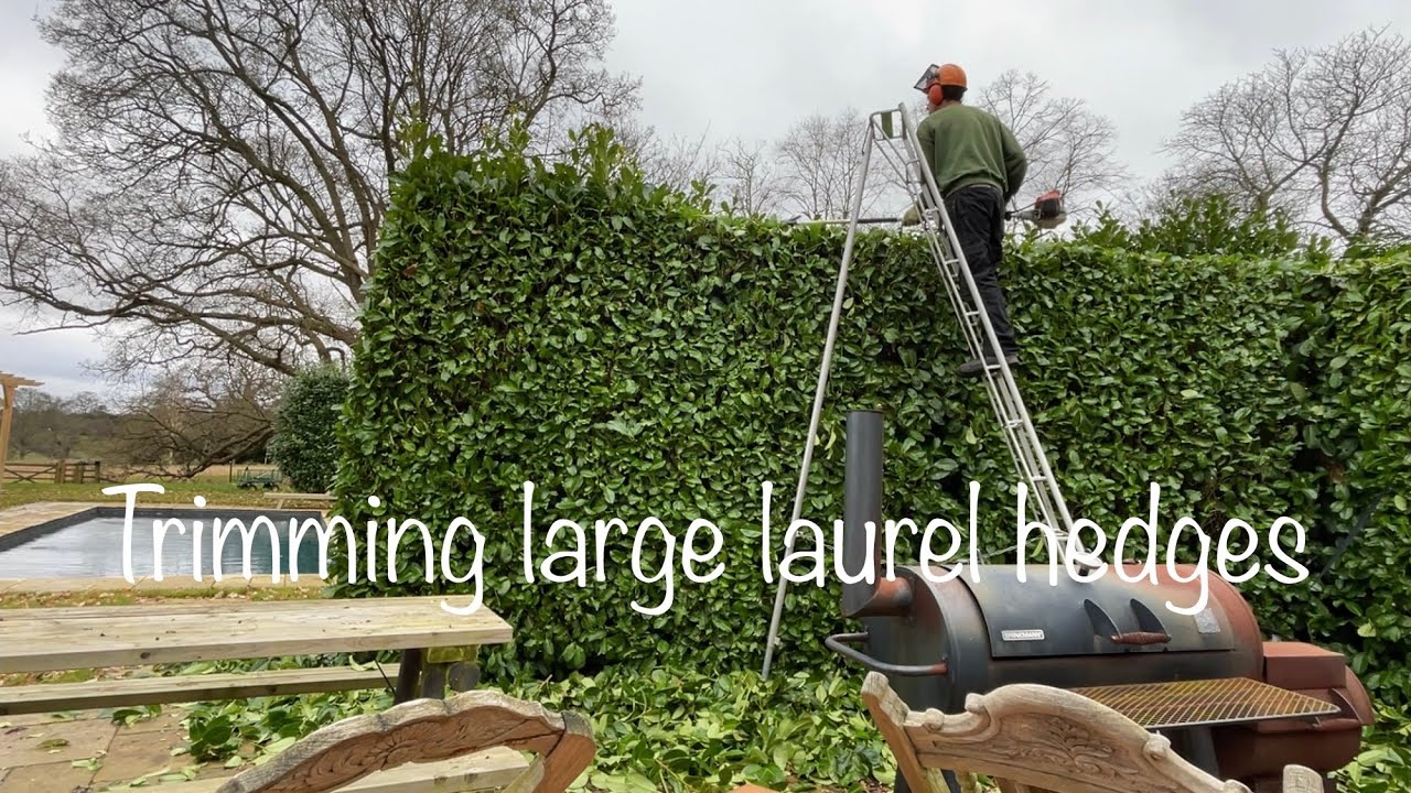 Trimming up homeowners messy laurel hedges before they become overgrown !🍃